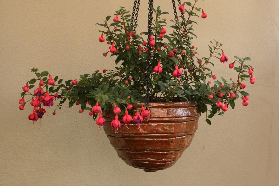 Coiled Hanging Planter