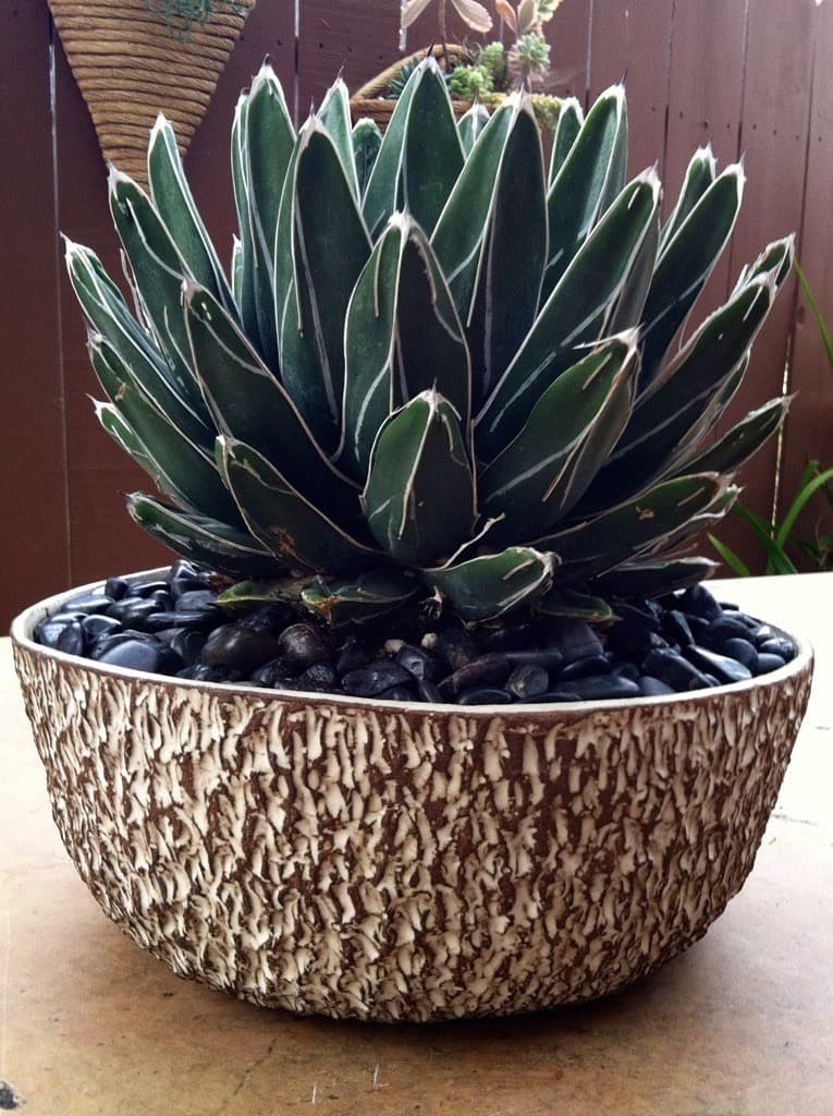 Susan Aach Ceramic Pots for Succulents