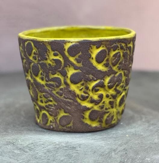 4" Chartreuse  Cosmos Planter