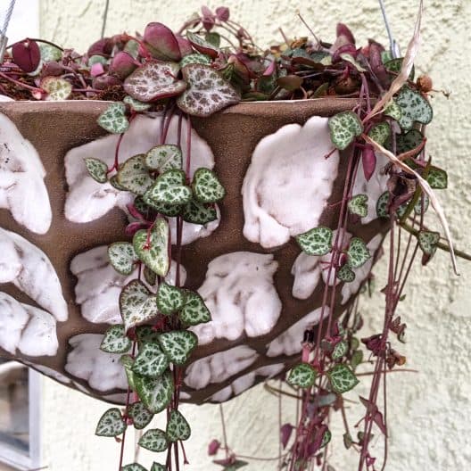 12" Hanging Planters