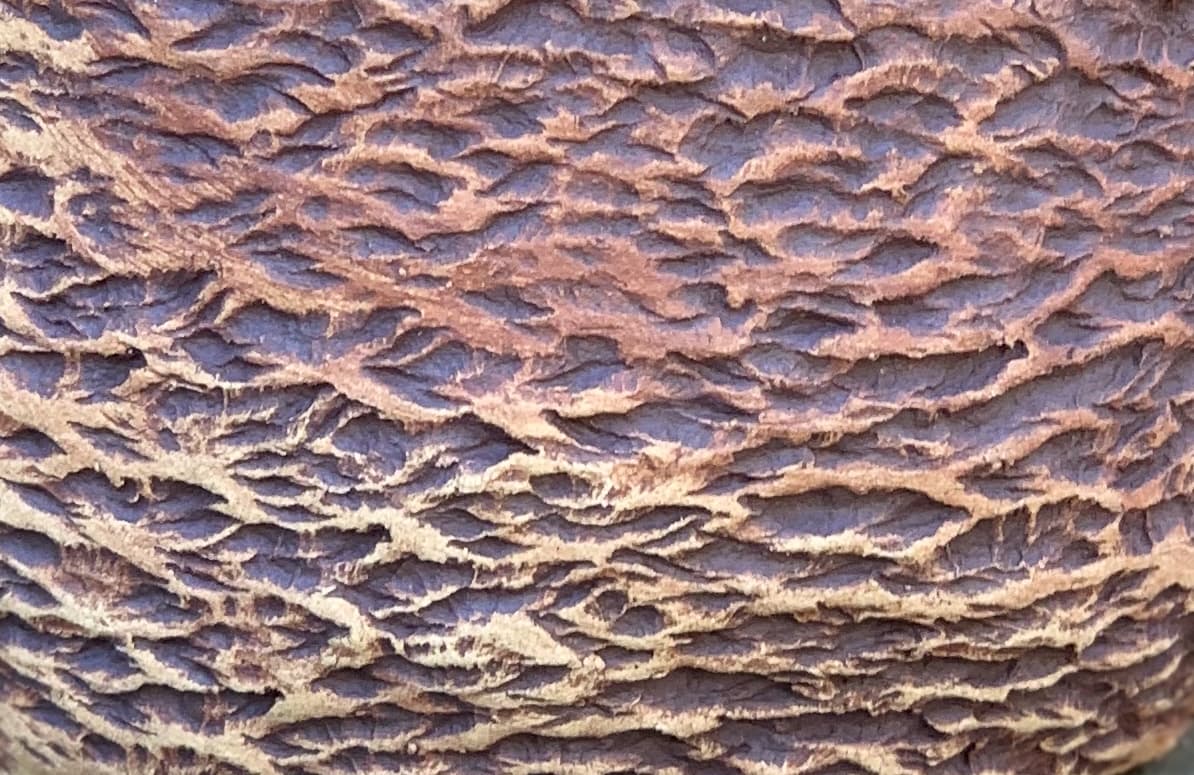 9" Stained Bark Horizontal Planter - Image 2